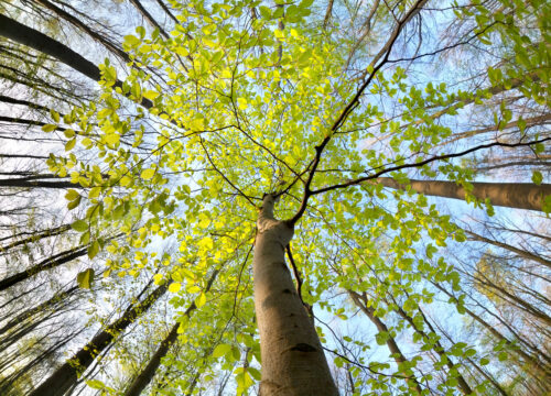 RE2020 - Les Menuiseries Françaises